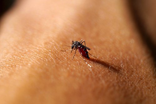 Лікування укусів комарів яблучним оцтом