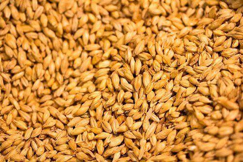 зерна ячменю