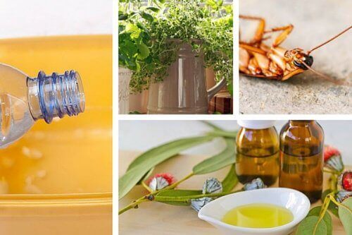 Як вберегти дім від комах без токсичних хімікатів