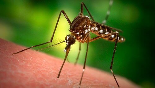 Чому комарі мене кусають, а інших ні?