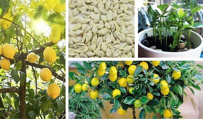 Як проростає насіння лимону в домашніх умовах