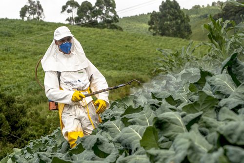 пестициди та їх вплив на людину