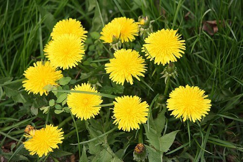 кульбабу використовують для очищення шкіри