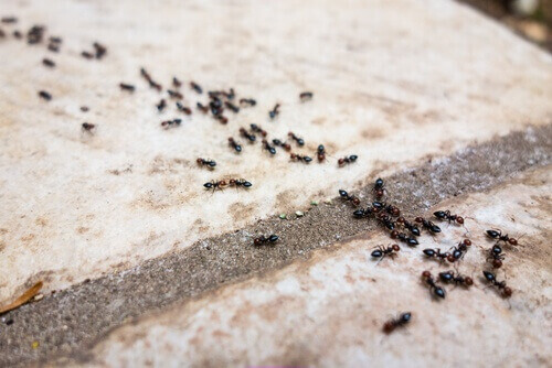 6 засобів без хімікатів від мурах