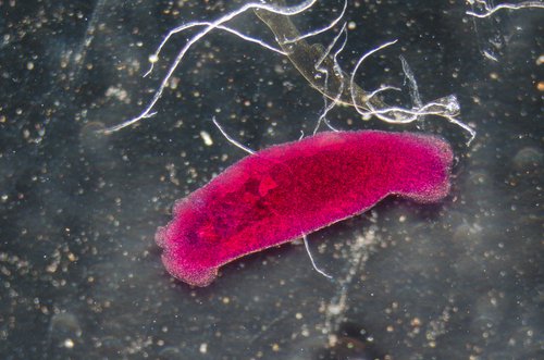 глистна інвазія