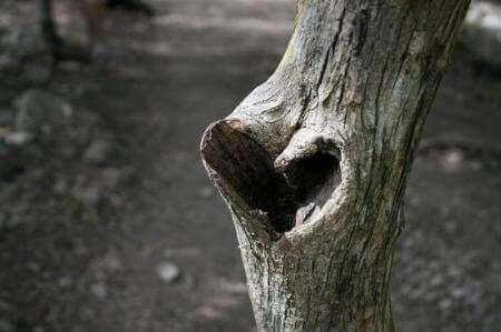 серце на дереві