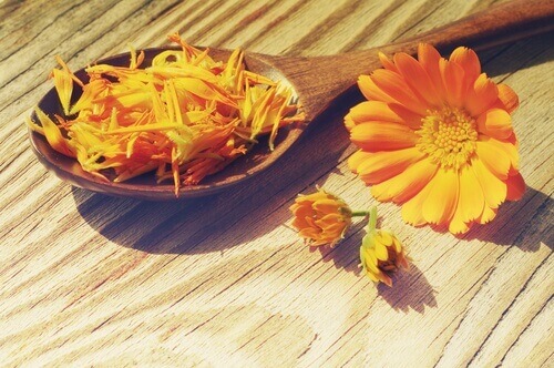 квітки календули