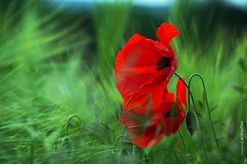 червоні маки