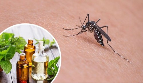 11 трав, які відлякують комарів