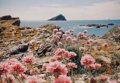 квіти та доброта