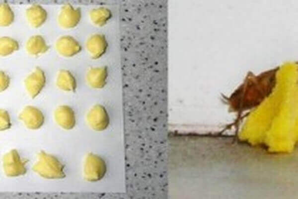 шарики с борной кислотой и желтком яйца, чтобы избавиться от тараканов
