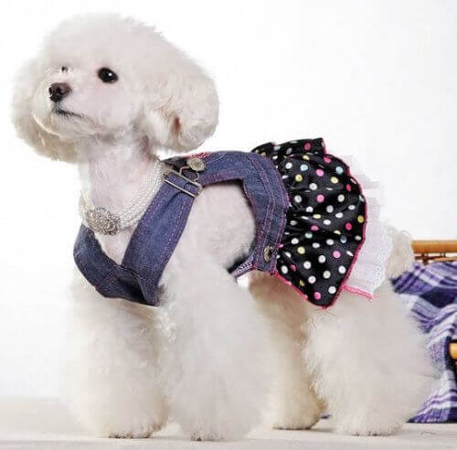 одяг для домашніх улюбленців