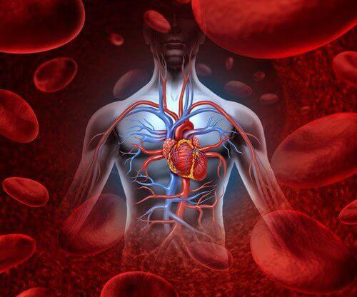 Серце і кровоносні судини