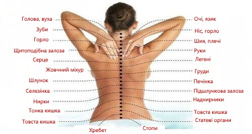Як хребет пов'язаний з органами