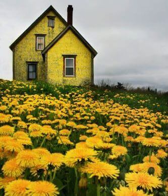 Жовтий будинок і кульбаби