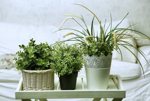 6 рослин, які ідеально підійдуть вашій кімнаті