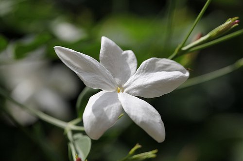 квітка жасмину