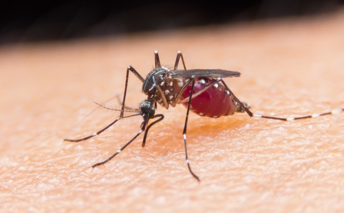4 незвичні поради для боротьби з комарами