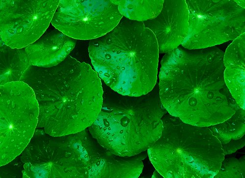 щитолисник азійський