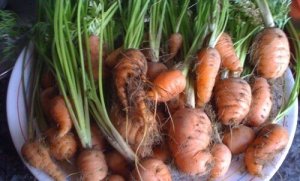 Як вирощувати моркву в домашніх умовах