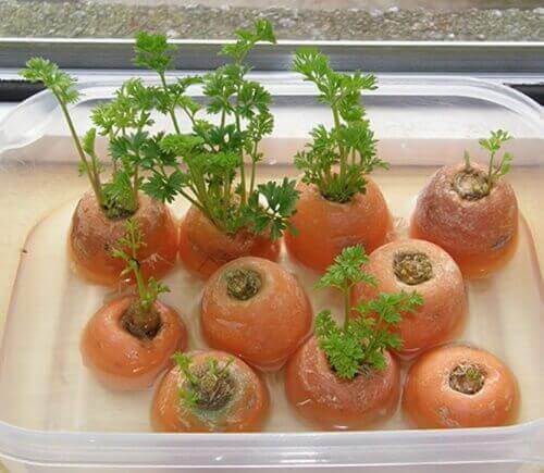 вирощувати моркву можна вдома у квіткових горщиках