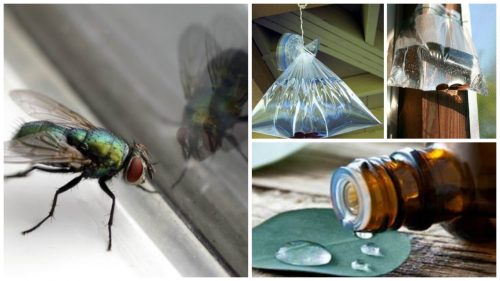 7 способів боротьби з мухами вдома