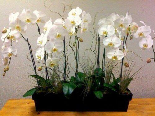 орхідеї очищують повітря в домі