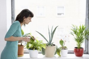 8 рослин, які очищують повітря в домі