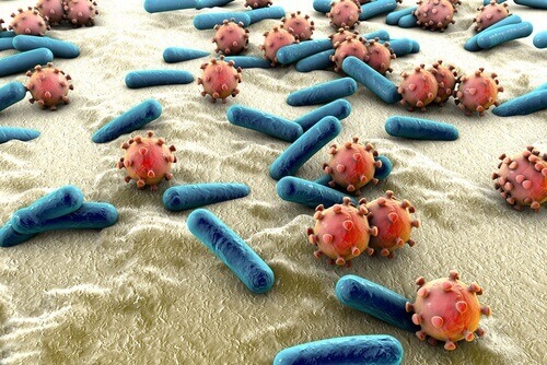 Бактерії