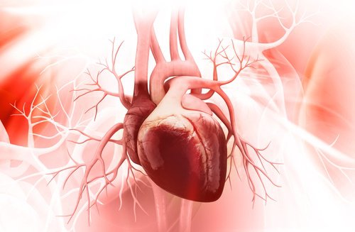 серцево-судинна система