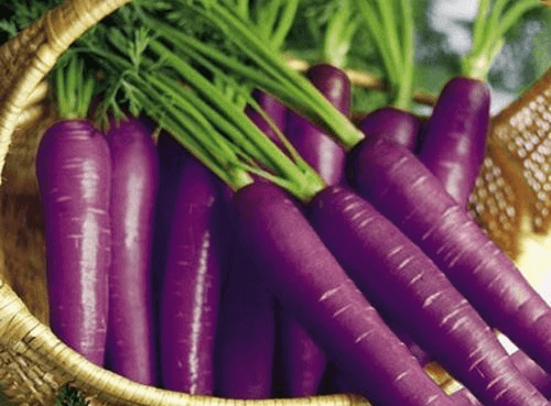 морква фіолетового кольору