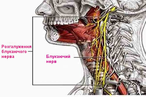 блукаючий нерв схема