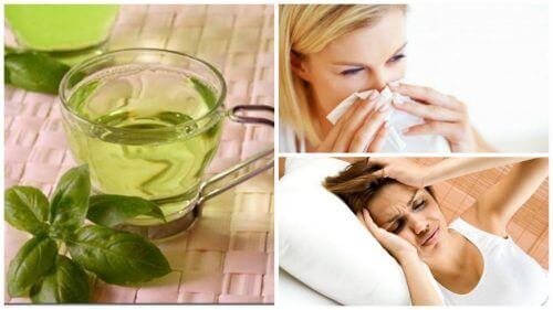 8 властивостей, якими славиться чай із базиліку