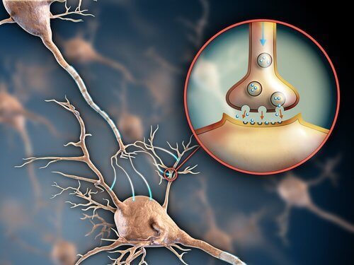 принцип передачі сигналів по нервовій системі - нервові синапси