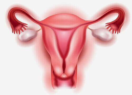 жіночі статеві органи