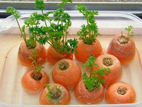 вирощення моркви