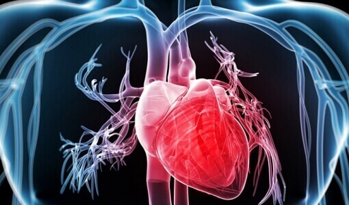 броколі зміцнює серцево-судинну систему