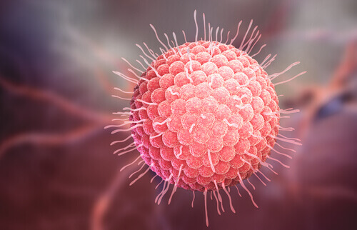 Вигляд virus varicella zoster