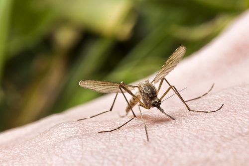 мазь від укусів комарів