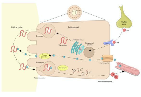 що таке гіпотиреоз