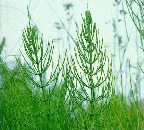 хвощ польовий