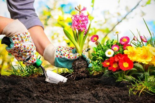 5 чудових ідей для створення міні-саду в оселі