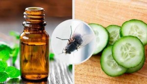Як позбутися мух: 7 натуральних репелентів