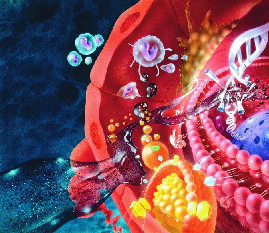 переваги баклажанів для серця