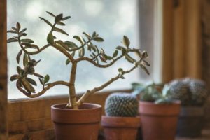 7 причин вирощувати домашні рослини