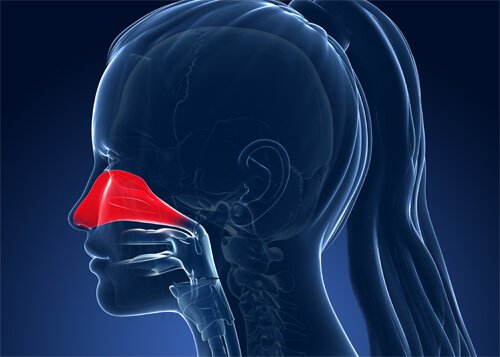 схема реніту