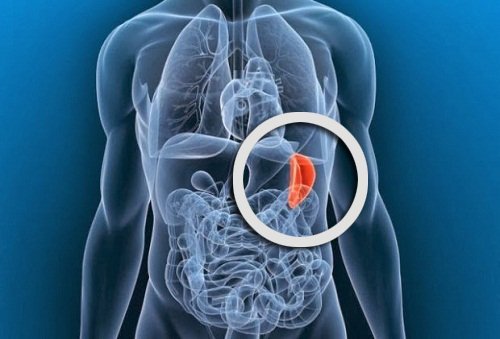 селезінка як складова лімфатичної системи