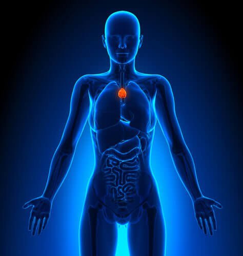 загрудинна залоза входить до лімфатичної системи