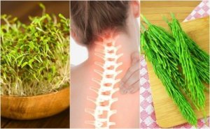 7 лікувальних рослин для покращення здоров'я кісток