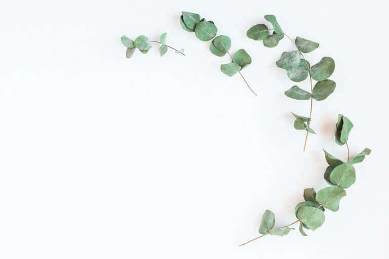 евкаліпт для зміцнення легень